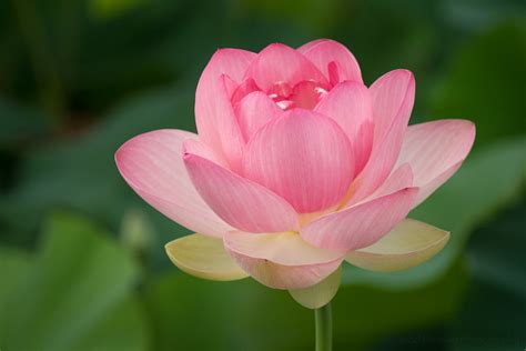 lotua flower